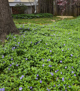 Vinca minor