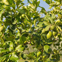persian limes ripe on a tree