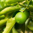 persian lime tree sold online produces small green tart citrus fruits