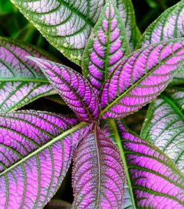 Persian Shield Plant