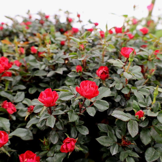 small red blooms on petite knock out bush