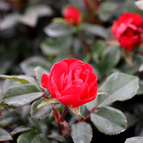 close up of petite knock out rose