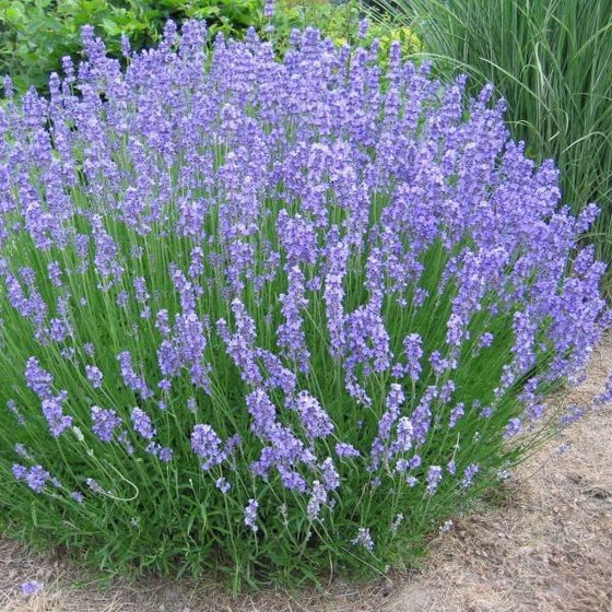 phenomenal lavender growing in a perfect clump