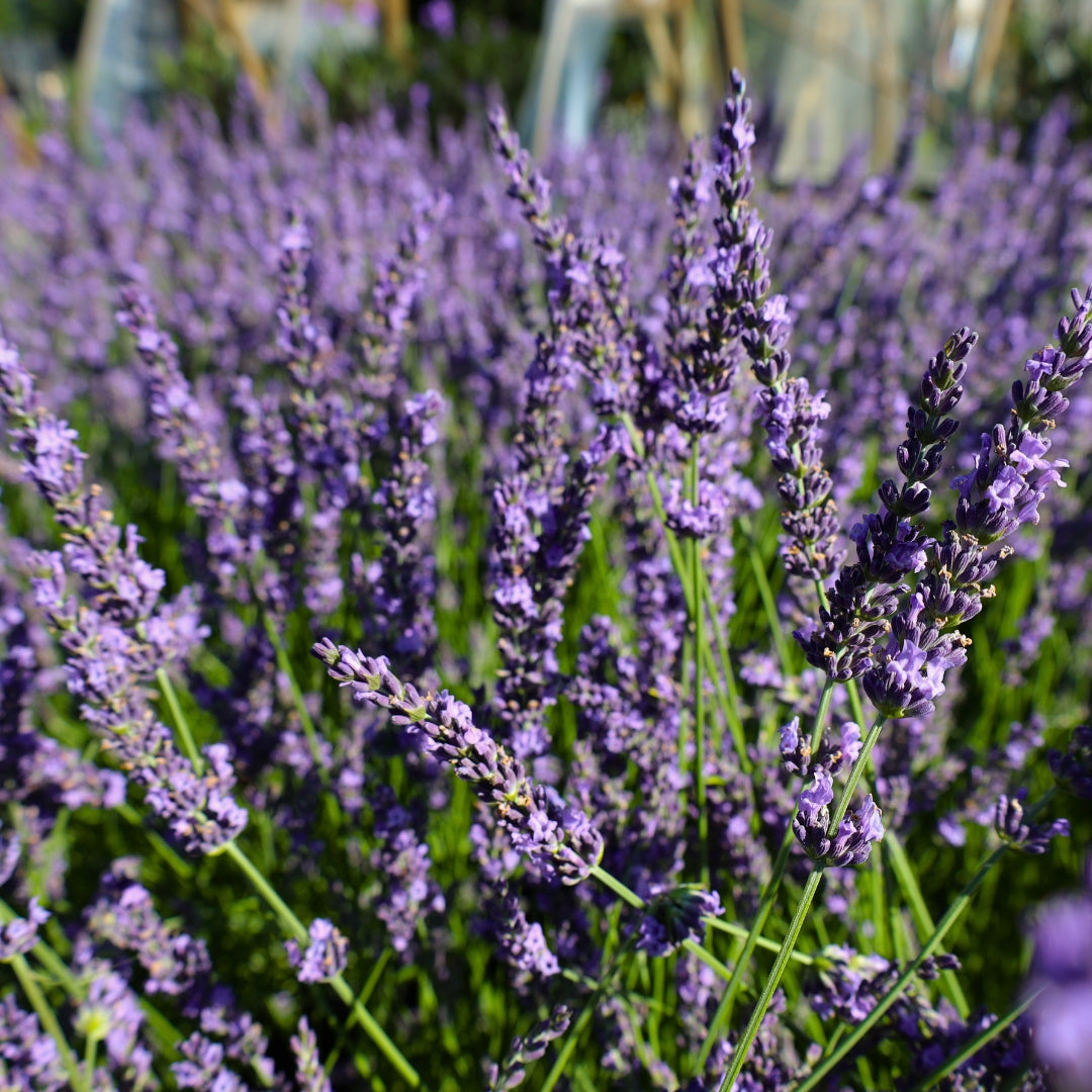 Organic Lavandula x intermedia White Grosso Lavender Plants from Mountain  Valley Growers