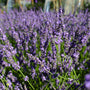 mass of purple phenomenal lavender blooms