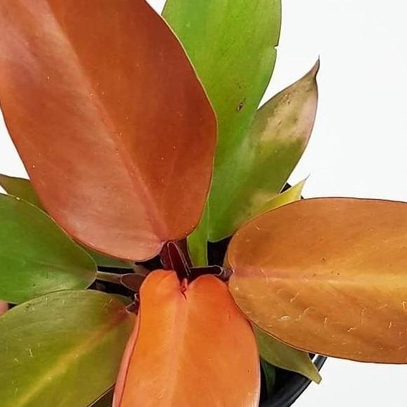 Philodendron Autumn