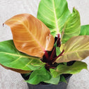 A younger Philodendron Autumn in an 8 inch pot