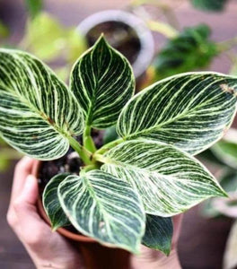 Philodendron Birkin