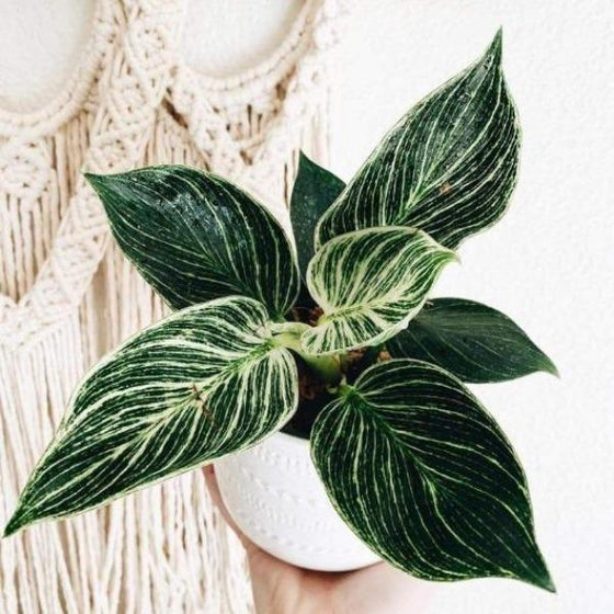 A more mature Philodendron Birkin.