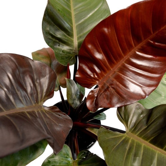 Philodendron Black Cardinal Plant close up view of green and burgundy foliage