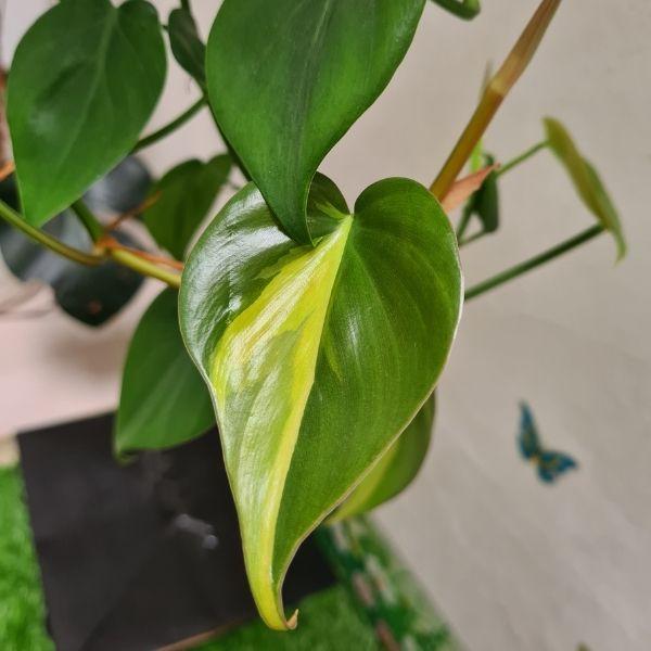 philodendron brasil flower Philodendron Brasil | Easy, Variegated Trailing Houseplant