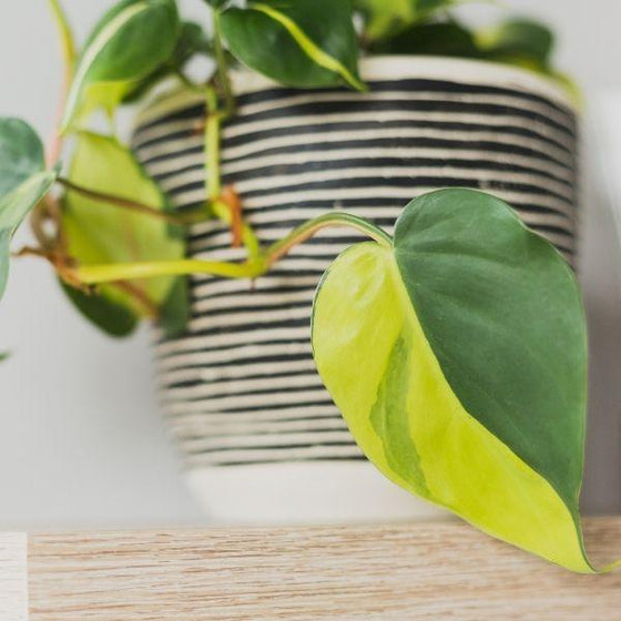 Philodendron Brasil Plant beautiful philodendron low maintenance house plant