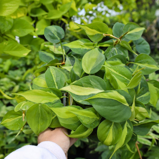 close up variegated foliage on philodendron brasil