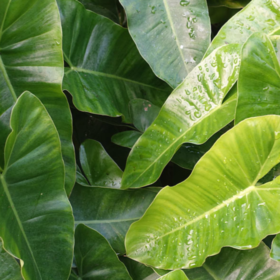 Philodendron Burle Marx Foliage