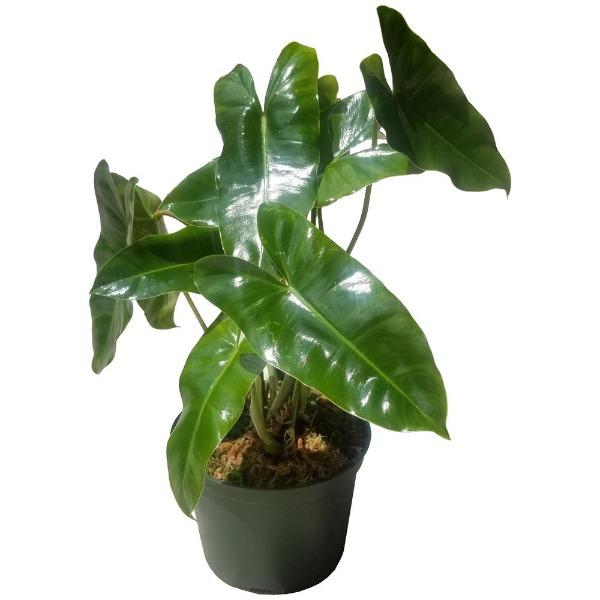 philodendron burle marx in water Philodendron Burle Marx