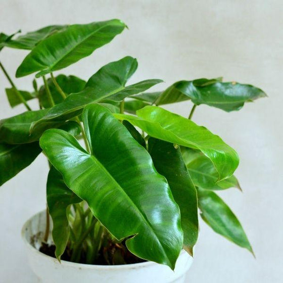 Philodendron Burle Marx low light houseplant
