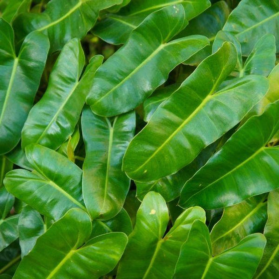 Mature Philodendron Burle Marx leaves
