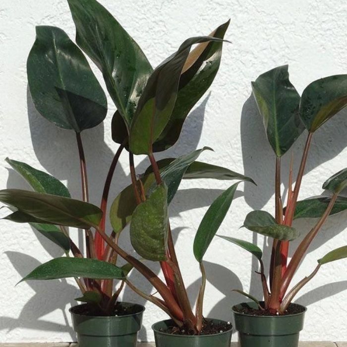 Red congo plant price discount