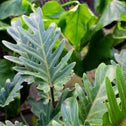 close look at the glossy green leaf on philodendron deja vu