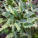 fenestrated philodendron deja vu low light houseplant