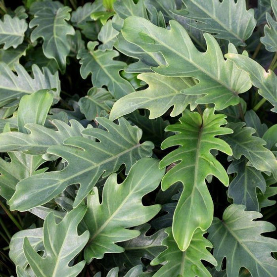 Philodendron Deja Vu Philodendron easy house plant