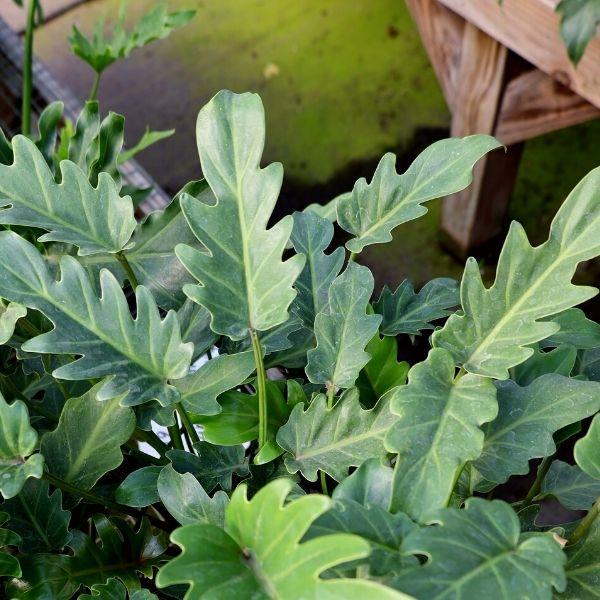philodendron with serrated leaves Philodendron Deja Vu