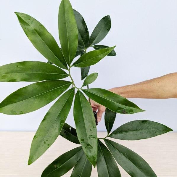 Buy Philodendron Goeldii 'Fun Bun' Plants