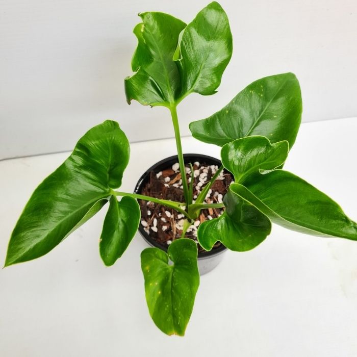 philodendron goeldii size Buy Philodendron Goeldii 'Fun Bun' Plants