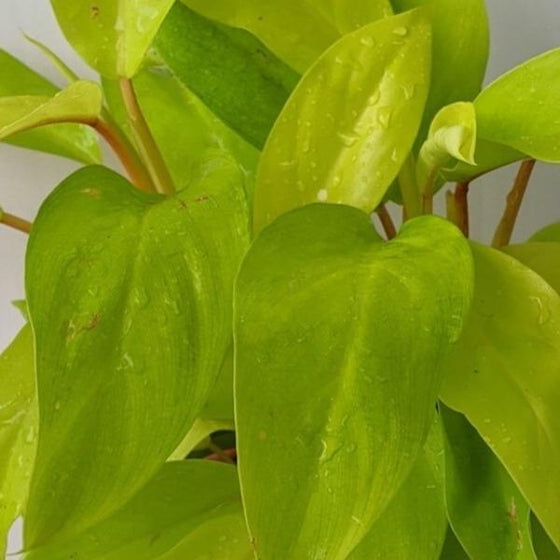 A detailed picture of the philodendron malay gold bright leaves freshly spritzed
