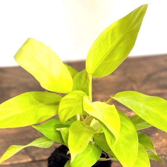 philodendron malayan gold has neon green leaves