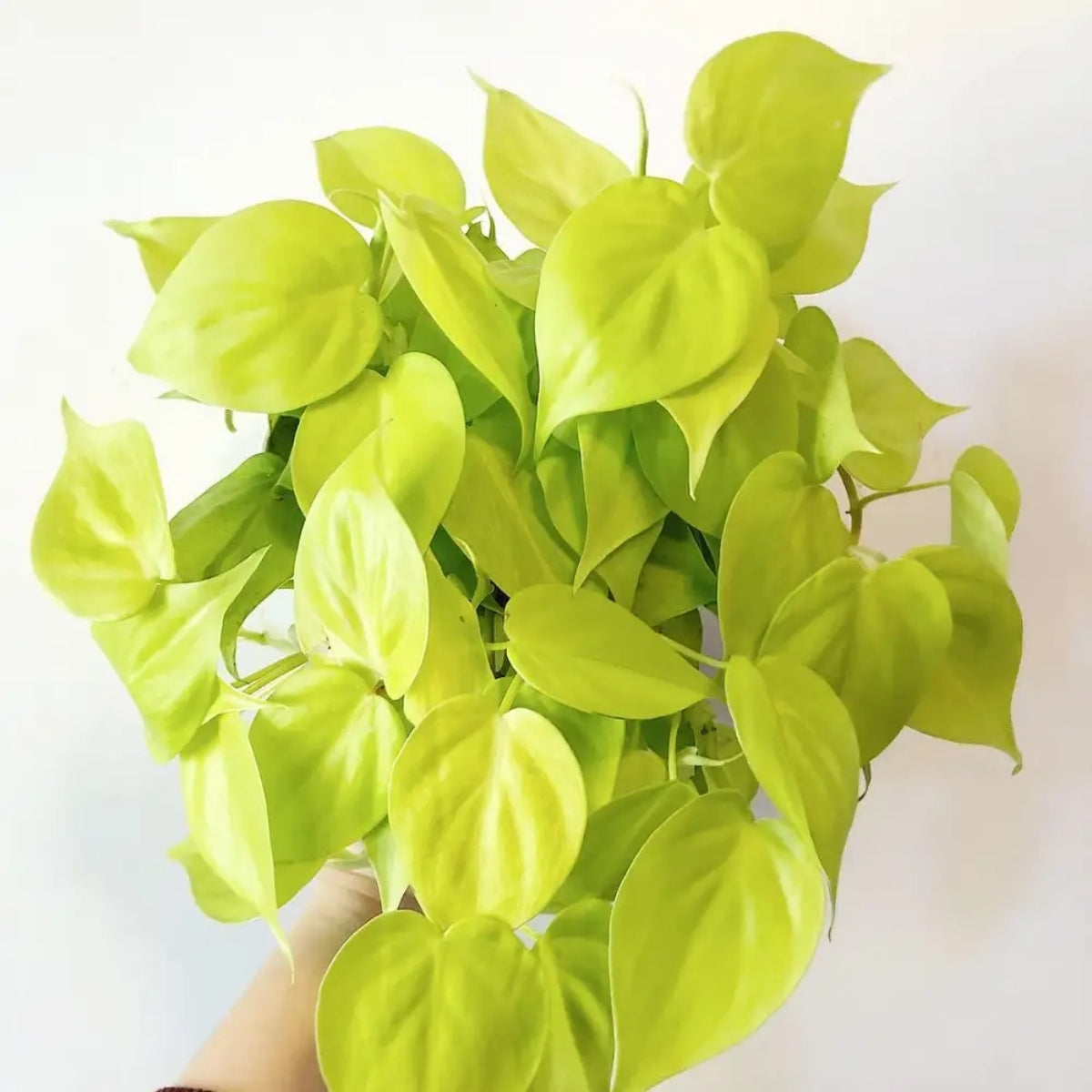philodendron hederaceum sun Philodendron hederaceum ‘Lemon Lime’
