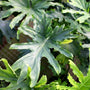 Leaves of Philodendron hope lowlight plant
