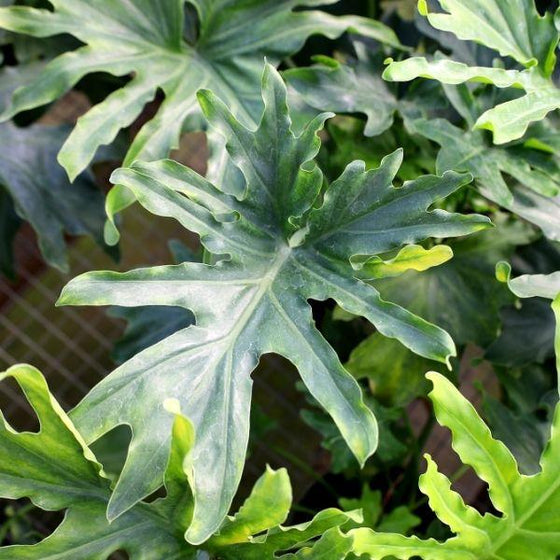 Leaves of Philodendron hope lowlight plant