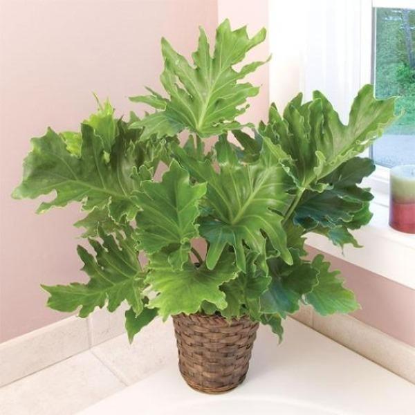 philodendron hope pet safe Philodendron Hope for Sale