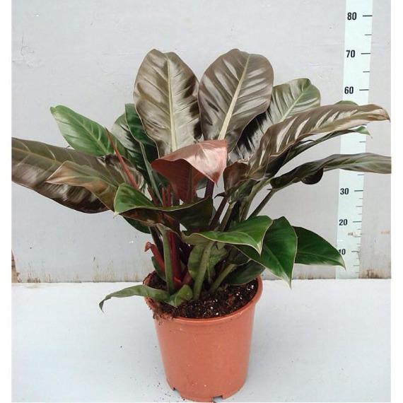 red philodendron price Buy Philodendron Imperial Red Plants Online