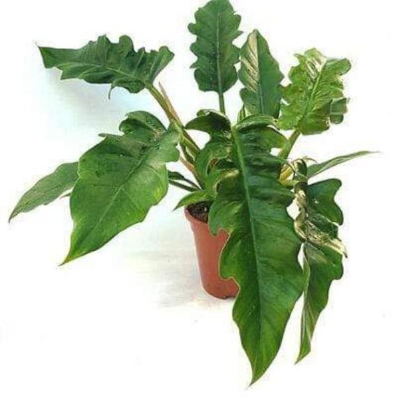 Philodendron Jungle Boogie
