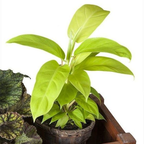 Philodendron Lemon Lime Philodendron beautiful indoor plant