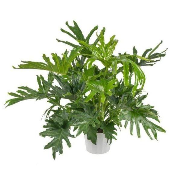 Buy Philodendron Lickety Split Online | Garden Goods Direct