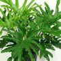 Philodendron Lickety Split Philodendron great in low light