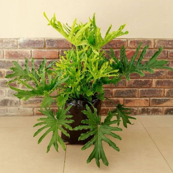 Philodendron Lickety Split with fenestrations on large leaves