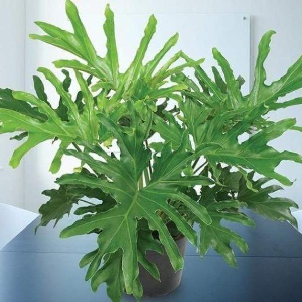 Buy Philodendron Lickety Split Online | Garden Goods Direct