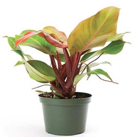 mccolleys philodendron Philodendron McColley's Finale