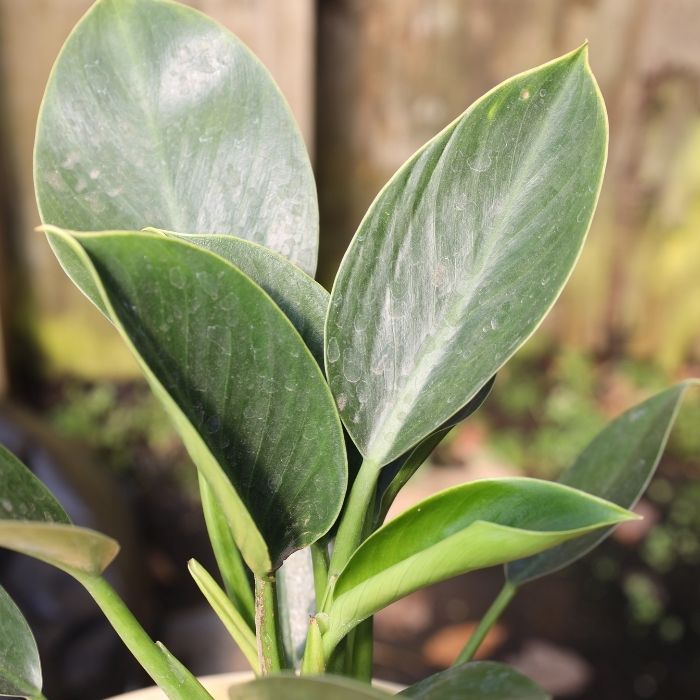 philodendron mia full grown Philodendron Mia