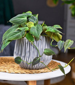 Philodendron Micans