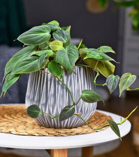 Philodendron Micans