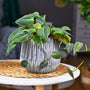 trailing low light Philodendron Micans Plant
