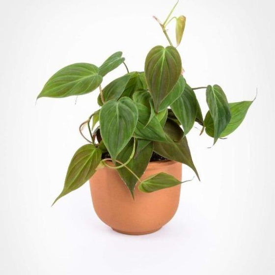 Philodendron Micans with heart shaped leaves