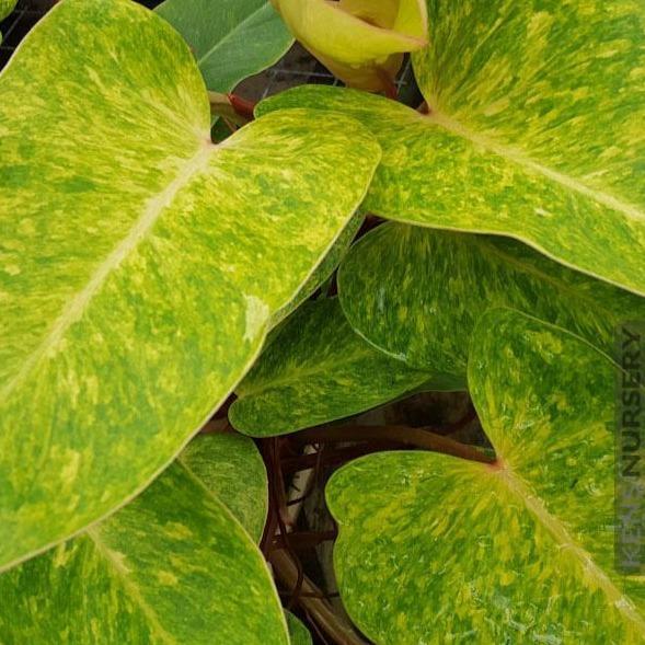 Buy Philodendron Painted Lady Online