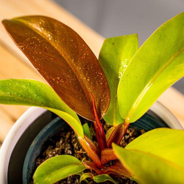 prince of orange moonlight philodendron Philodendron Prince of Orange Plants for Sale