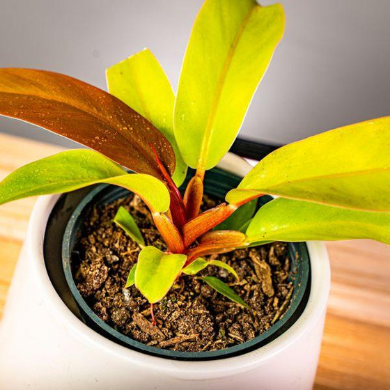 Philodendron Prince of Orange Philodendron with colorful array of leaves